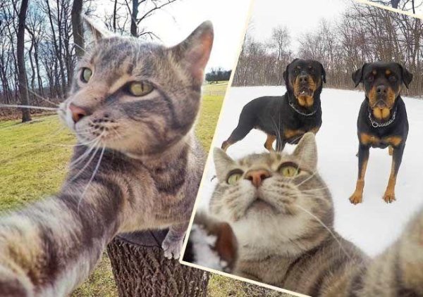 Селфи кота в очках