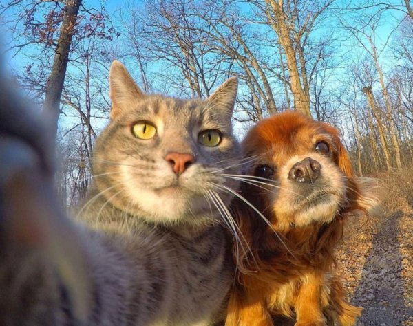 Позитивный котик