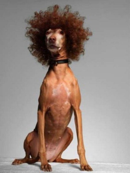 Смешные стрижки пуделей