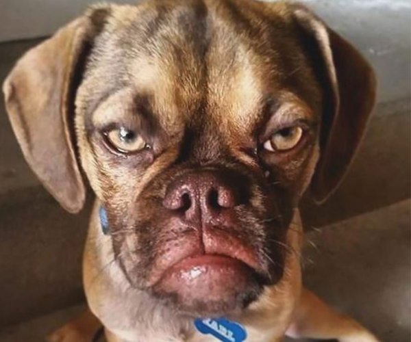 Обиженный щенок