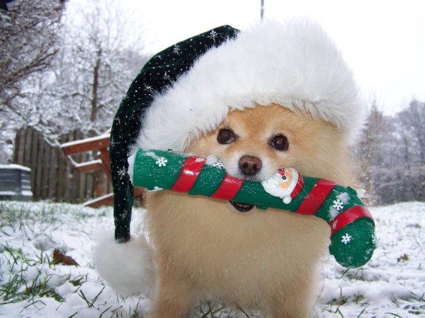 Смешные животные новый год