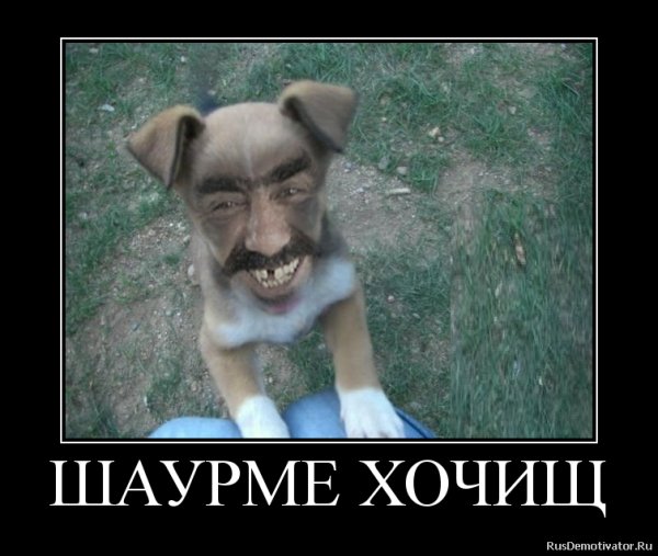 Щенок кавказец прикол