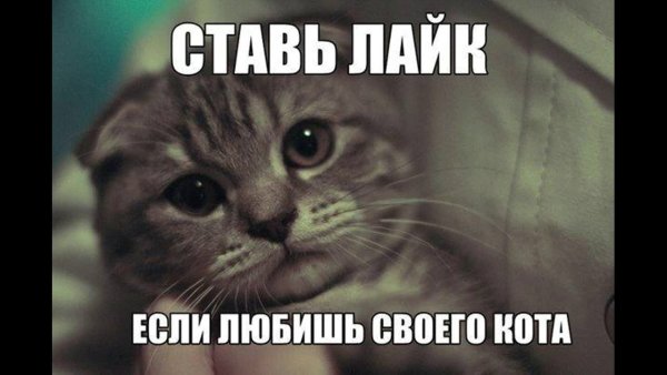 Лайкни кота