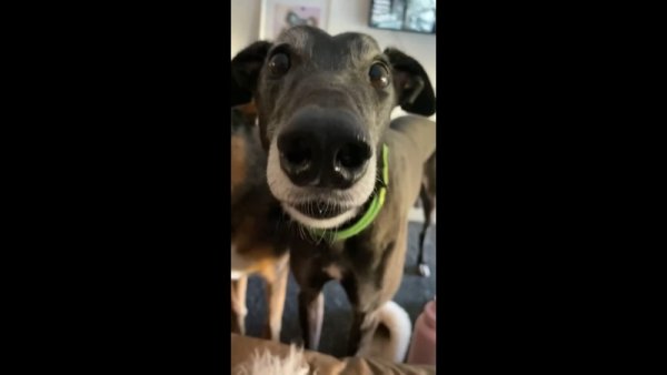 У собаки трясутся зубы Мем