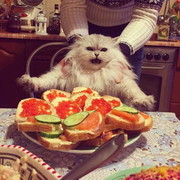 Котик с едой