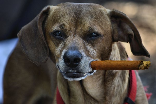 Курящая собака