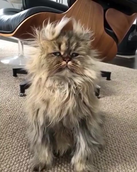 Лохматая кошка