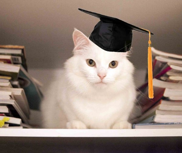 Коты ученые