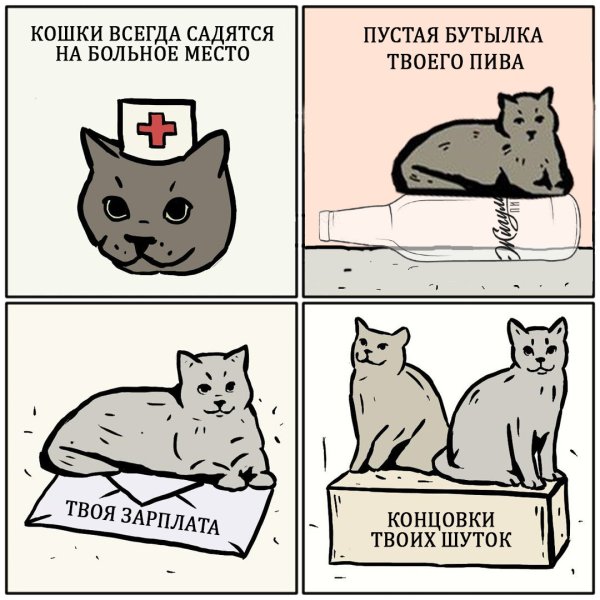 Мемы с кокотам