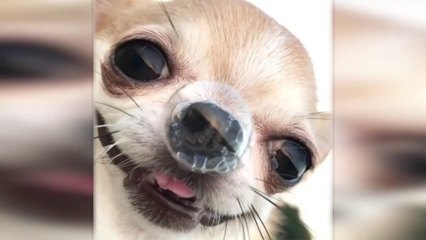 Собака с соплей пузырьком