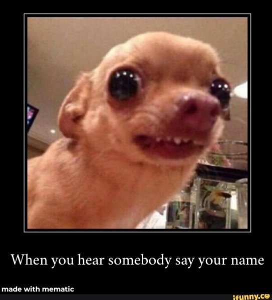 Собака плачет