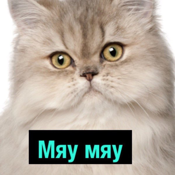 Мяу мяу