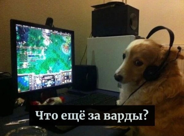 Собака за компьютером