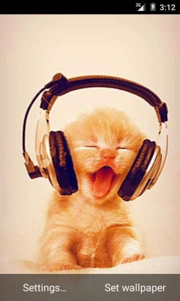 Котенок в наушниках