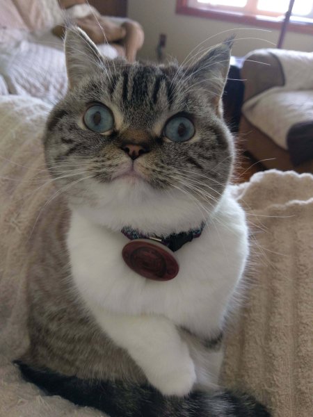 Кот с глупой мордой