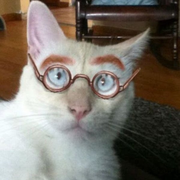 Котик с очками