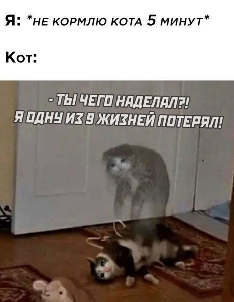 Ты чиво наделал чиво наделал кот