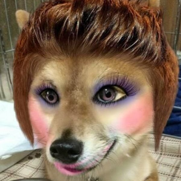 Собака с макияжем