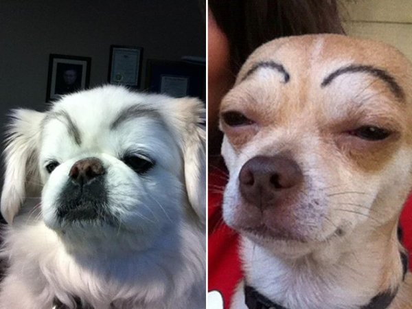 Зрбпка с бровями