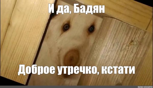 Собака дратути