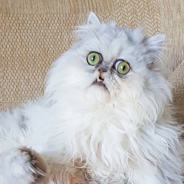 Персидская шиншилла кошка Вилфред