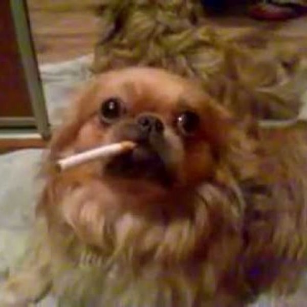 Курящая собака