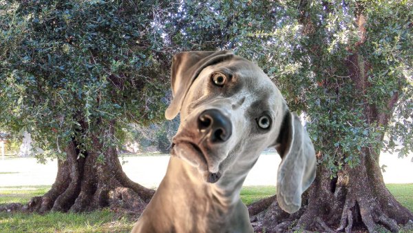 Собака в шоке