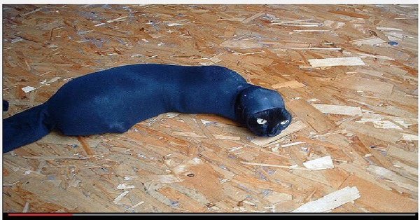 Кот завёрнутый в носок