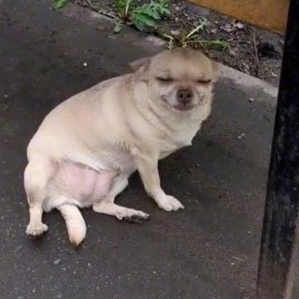 Маленькая собака улыбается Мем