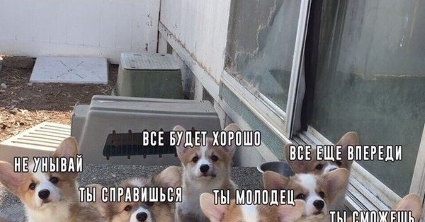 Корги поддержка Мем