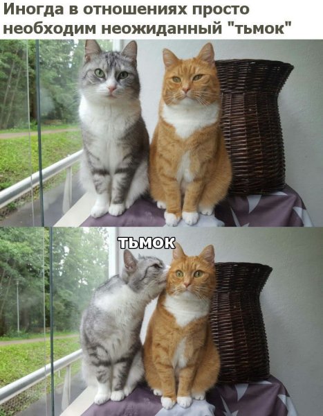 Смешные картинки с котами