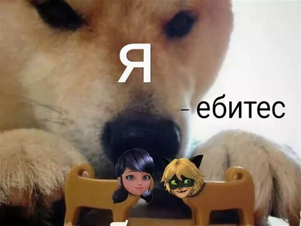 Мем с песиками ебитес