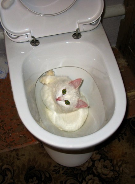 Унитаз для кошек