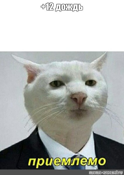 Кот из мема