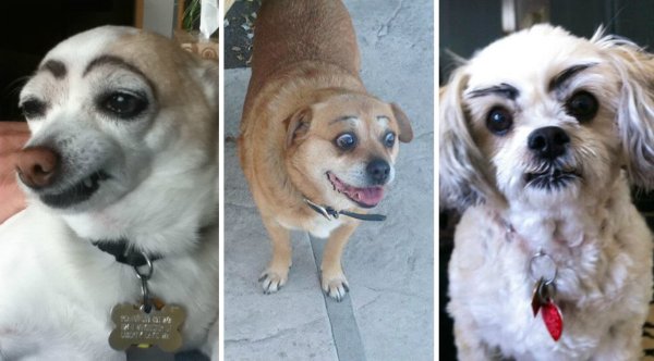 Чихуа чихуа с бровями