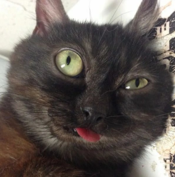 Обдолбанные коты