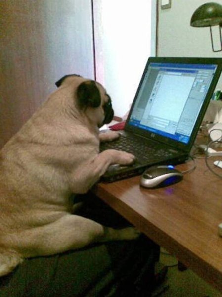 Мопс за компом