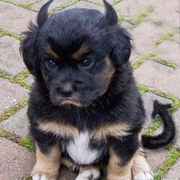 Собака черт