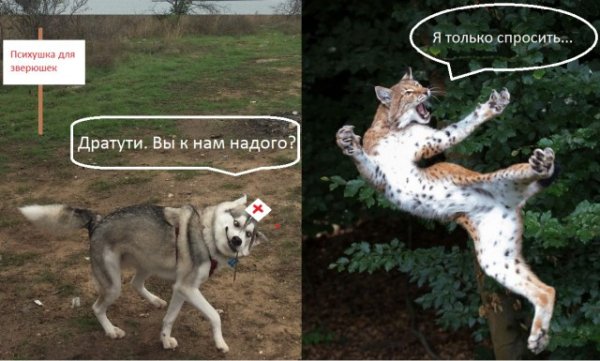 Дратути Мем