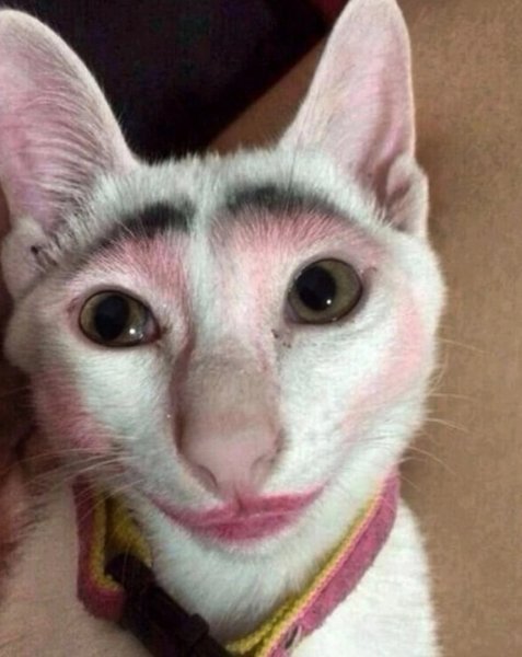 Макияж кота