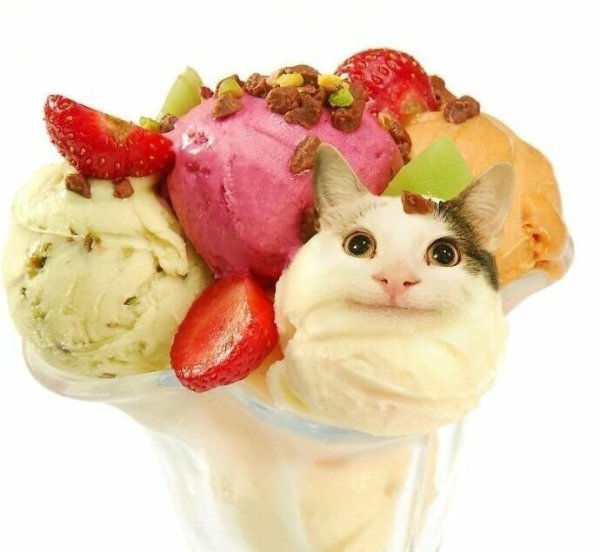 Еда для кошек