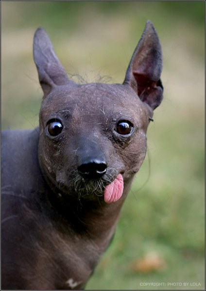 Мексиканский ксоло собака