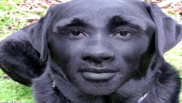 Лицо собаки