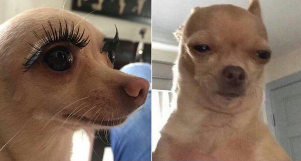 Собака с нарощенными ресницами