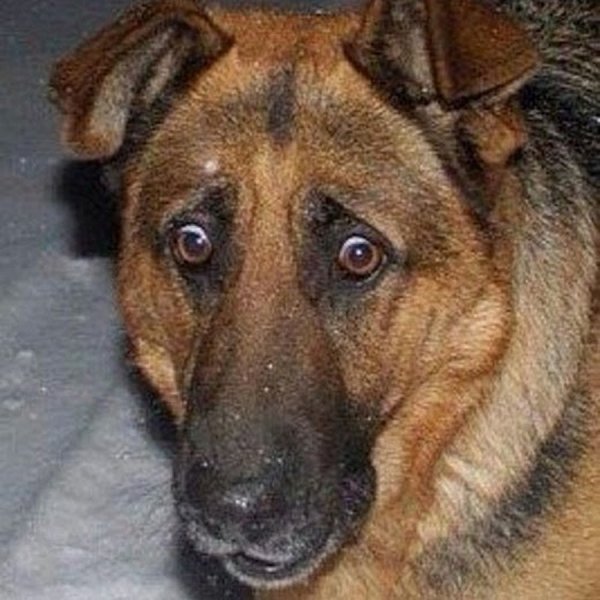 Удивленная немецкая овчарка