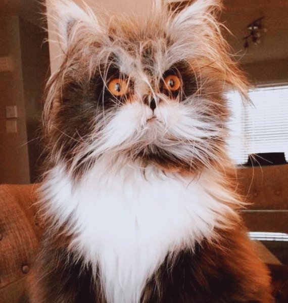 Кот Чихун порода