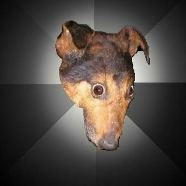 Собака Игорь