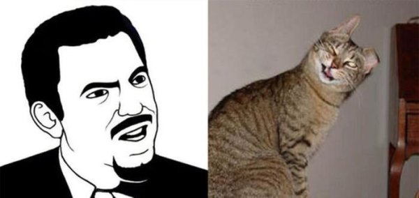 Кот в пиджаке Мем