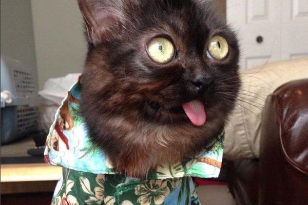 Упоротые коты