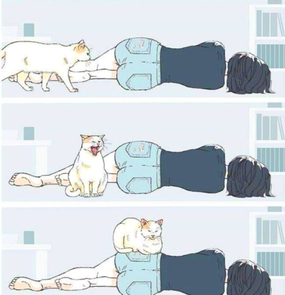 Актуальные мемы с котами